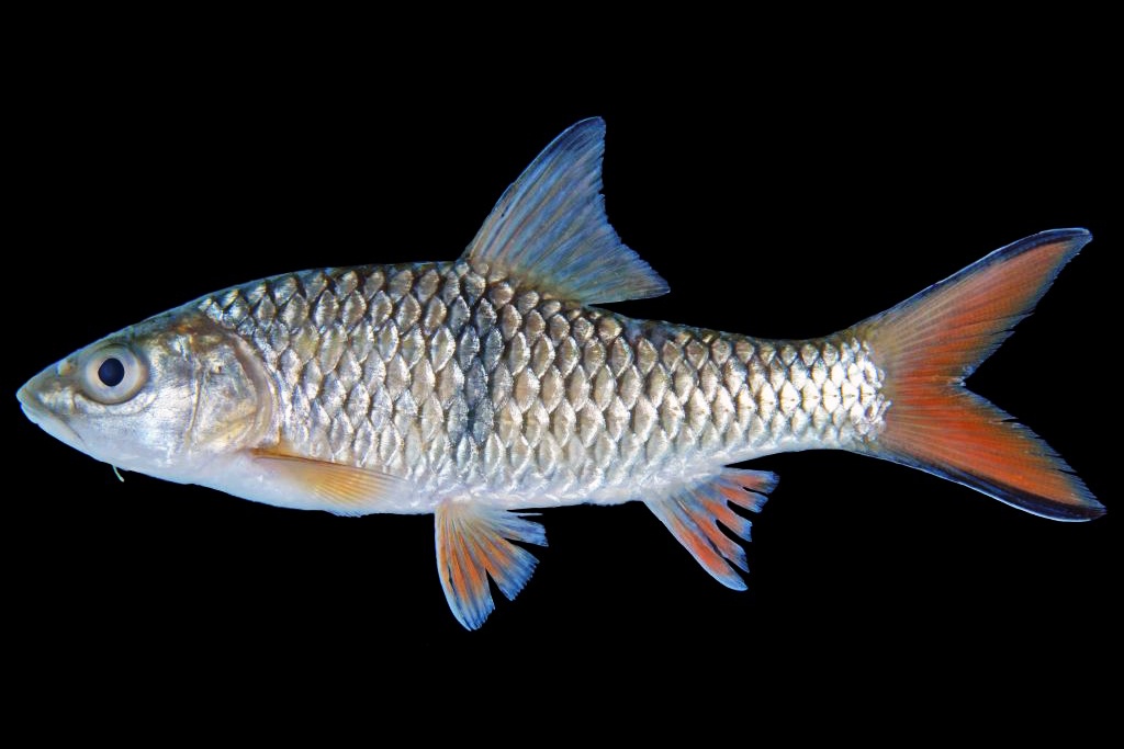 “Kỵ mã nước ngọt” dưới dòng sông Mê Kông: “Báu vật” dũng mãnh đang có nguy cơ biến mất- Ảnh 1.