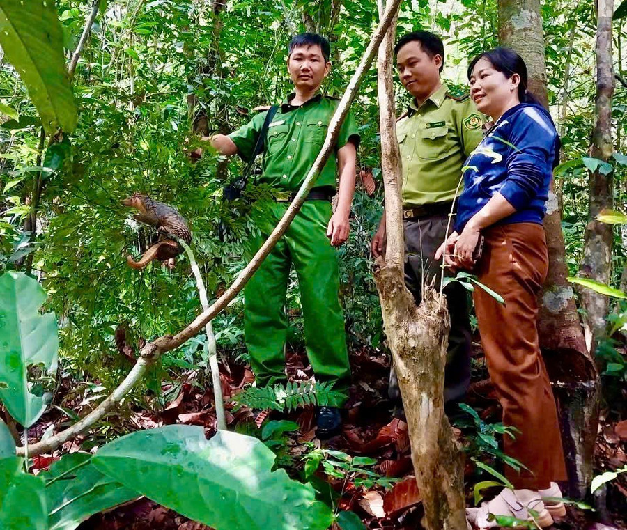 Phát hiện tê tê quý hiếm bò vào sân, người dân Gia Lai mang giao nộp- Ảnh 2.