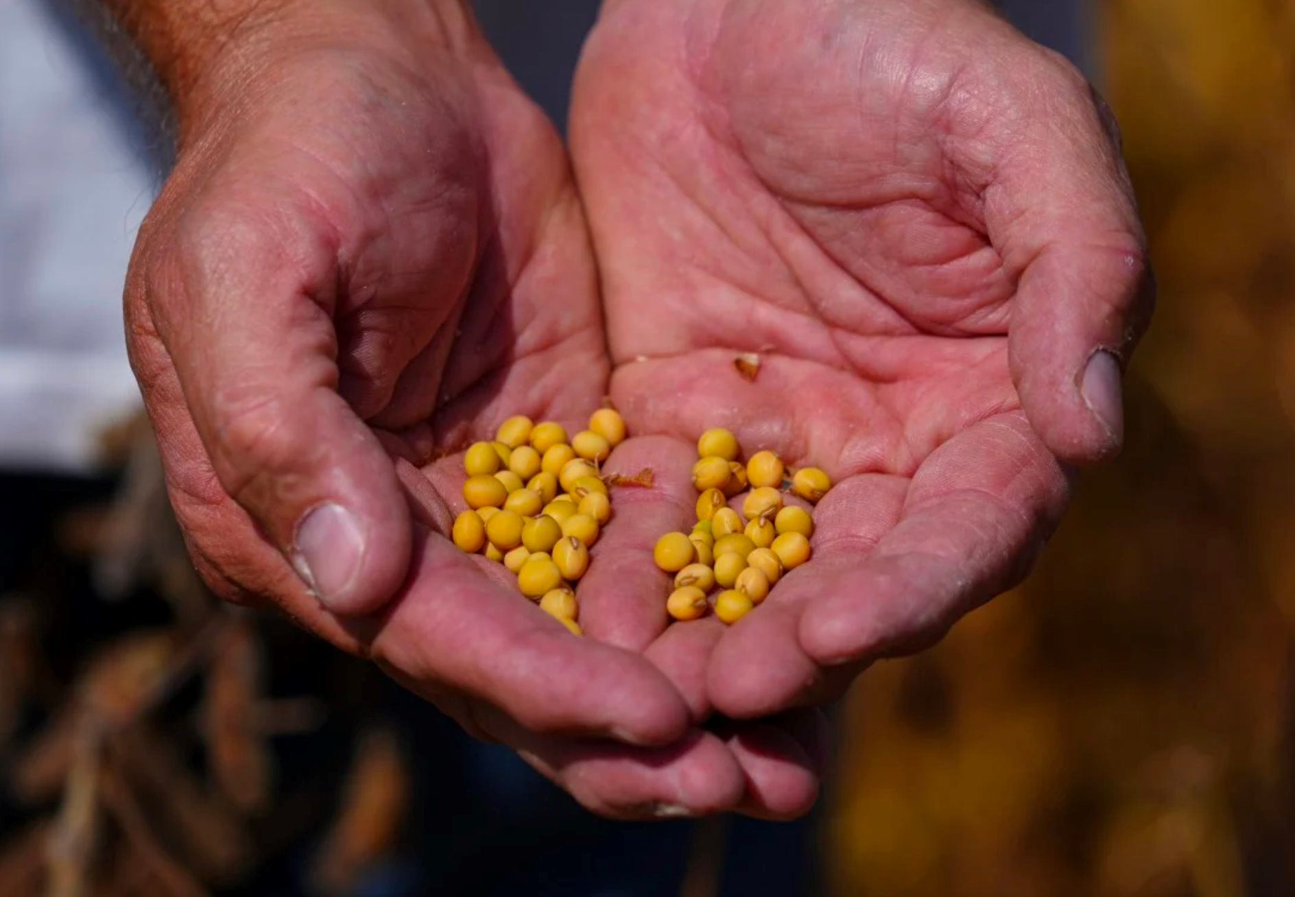 Quốc gia BRICS ra 'đòn' trừng phạt chưa từng có với Mỹ trong 30 năm: Đặt 25 triệu tấn rồi 'quay xe', thương nhân 'kêu trời', nằng nặc muốn nước này lại mua hàng- Ảnh 1.