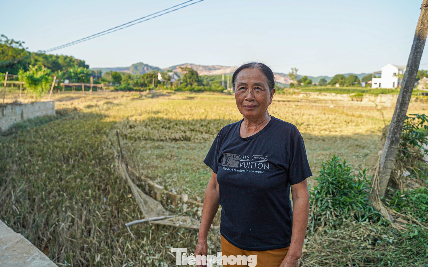 Cả cánh đồng lúa, hoa màu tan hoang, người dân Thái Nguyên bật khóc- Ảnh 4.