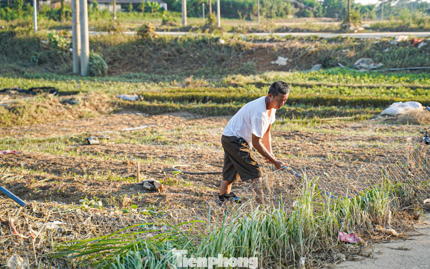 Cả cánh đồng lúa, hoa màu tan hoang, người dân Thái Nguyên bật khóc- Ảnh 13.