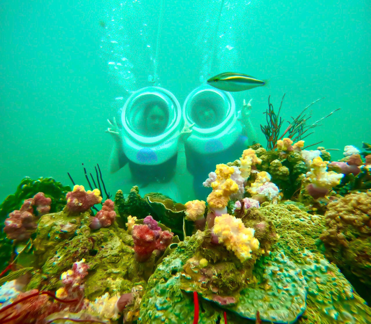 Diện mạo 3 khu bảo tồn biển đặc biệt quan trọng của Quảng Ninh- Ảnh 3.