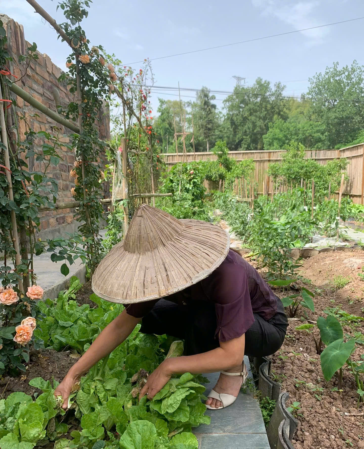 Cô giúp việc nghỉ hưu sớm, mang 2 tỷ rủ “ông hàng xóm” xây nhà dưỡng già: Tuổi này mới biết sung sướng là gì- Ảnh 7.