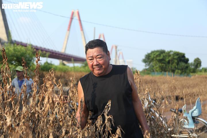 2 năm liền dính siêu bão, người trồng đào Nhật Tân, Hà Nội bật khóc lo mất Tết- Ảnh 4.