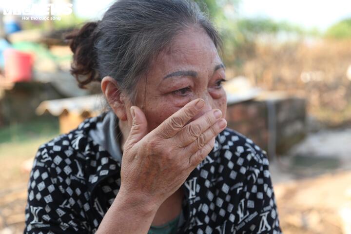 2 năm liền dính siêu bão, người trồng đào Nhật Tân, Hà Nội bật khóc lo mất Tết- Ảnh 3.