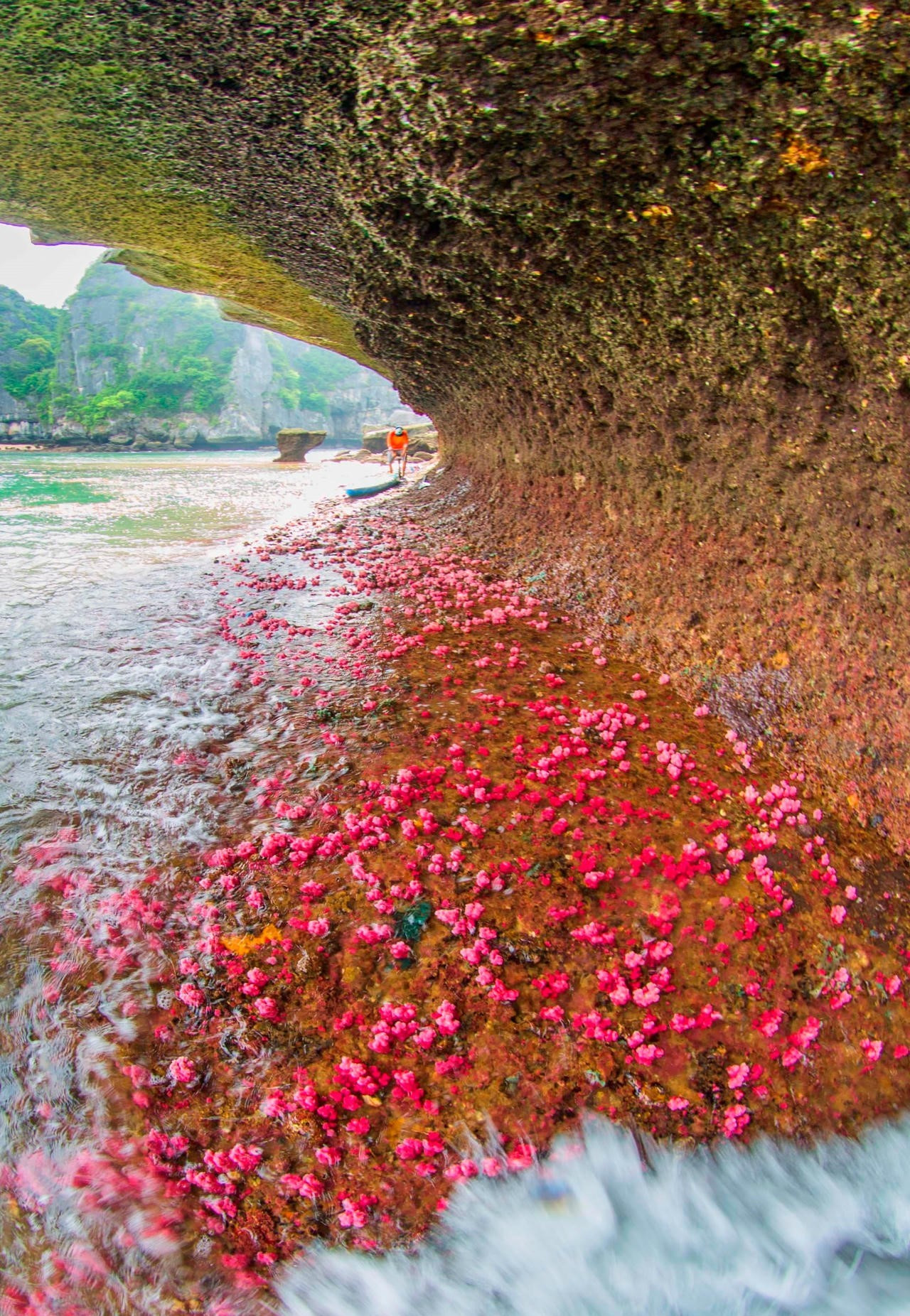 Diện mạo 3 khu bảo tồn biển đặc biệt quan trọng của Quảng Ninh- Ảnh 10.