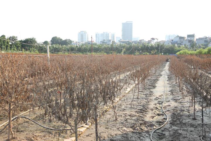 2 năm liền dính siêu bão, người trồng đào Nhật Tân, Hà Nội bật khóc lo mất Tết- Ảnh 2.