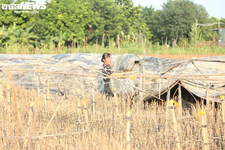 2 năm liền dính siêu bão, người trồng đào Nhật Tân, Hà Nội bật khóc lo mất Tết- Ảnh 5.