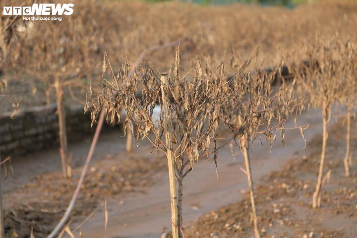 2 năm liền dính siêu bão, người trồng đào Nhật Tân, Hà Nội bật khóc lo mất Tết- Ảnh 6.