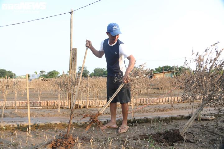 2 năm liền dính siêu bão, người trồng đào Nhật Tân, Hà Nội bật khóc lo mất Tết- Ảnh 7.