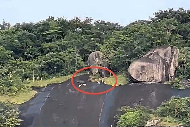 An Giang x&aacute;c minh th&ocirc;ng tin 4 con khỉ trắng xuất hiện ở H&ograve;n Sơn- Ảnh 1.