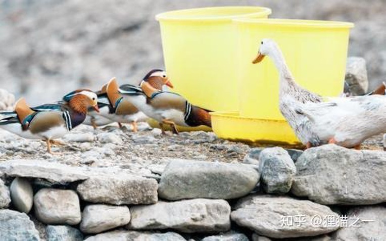 Câu chuyện kỳ lạ của cụ ông nuôi nhầm loài quý hiếm suốt 14 năm- Ảnh 1.