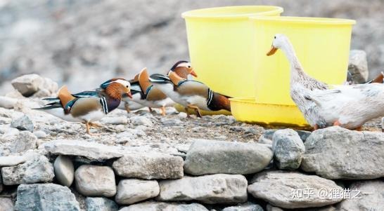 Câu chuyện kỳ lạ của cụ ông nuôi nhầm loài quý hiếm suốt 14 năm- Ảnh 6.