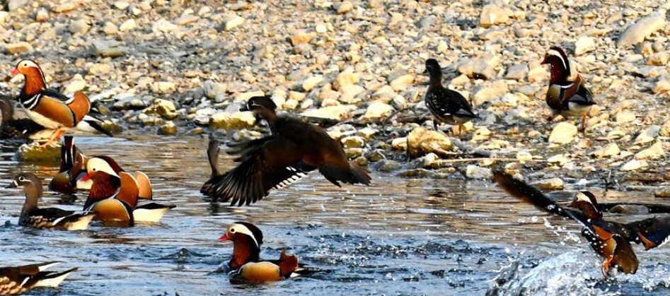 Câu chuyện kỳ lạ của cụ ông nuôi nhầm loài quý hiếm suốt 14 năm- Ảnh 2.