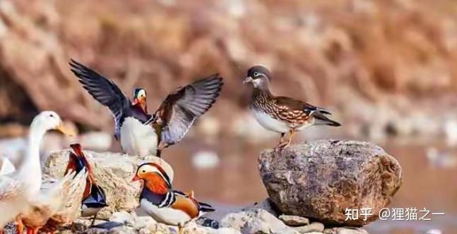 Câu chuyện kỳ lạ của cụ ông nuôi nhầm loài quý hiếm suốt 14 năm- Ảnh 8.