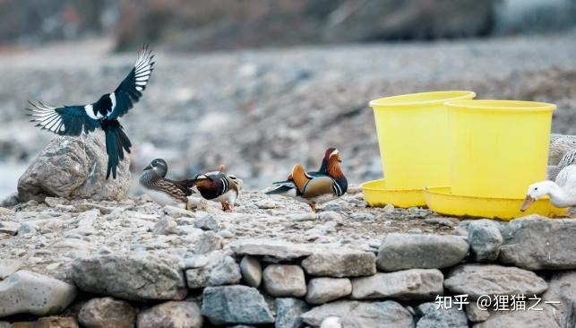 Câu chuyện kỳ lạ của cụ ông nuôi nhầm loài quý hiếm suốt 14 năm- Ảnh 4.