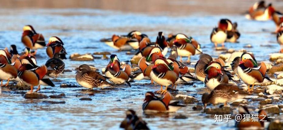 Câu chuyện kỳ lạ của cụ ông nuôi nhầm loài quý hiếm suốt 14 năm- Ảnh 7.