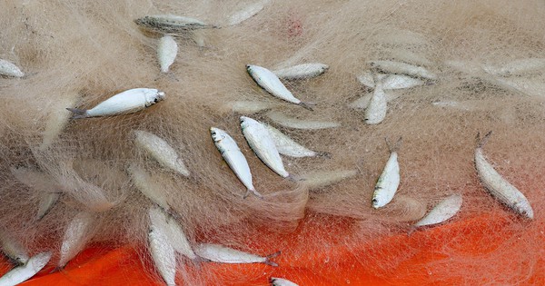 Việt Nam sở hữu 3 loại cá tốt nhất thế giới: Giá bình dân, chống ung thư, tăng cả tuổi thọ