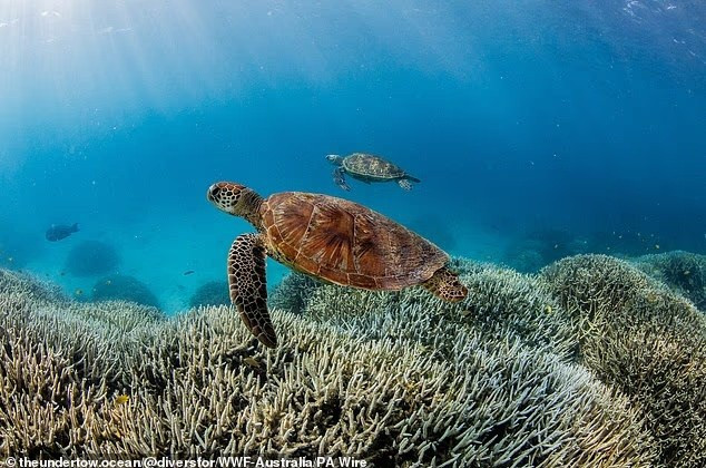 Thảm họa khí hậu bắt đầu: Rạn san hô và rừng Amazon trước bờ vực sụp đổ- Ảnh 1.