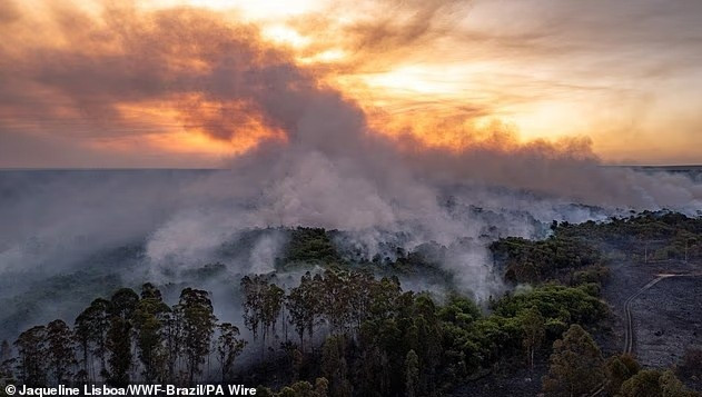 Thảm họa khí hậu bắt đầu: Rạn san hô và rừng Amazon trước bờ vực sụp đổ- Ảnh 4.