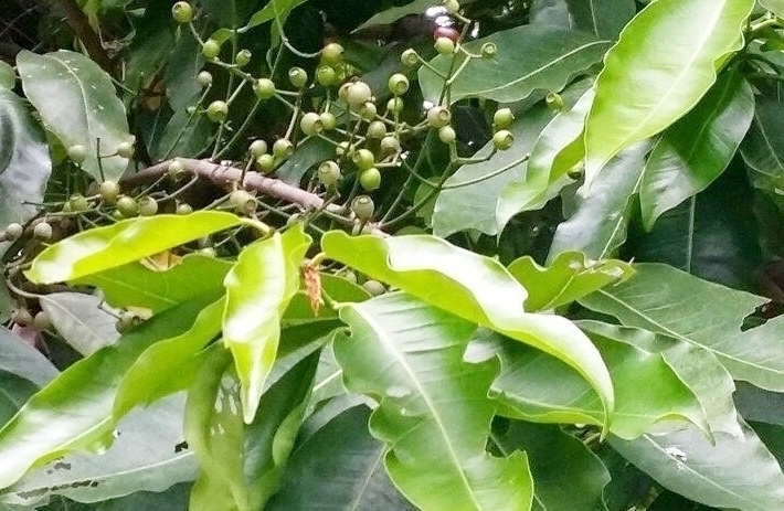 Lá Vối Có Tác Dụng Gì?- Ảnh 1. Lá Vối Có Tác Dụng Gì?- Ảnh 1.