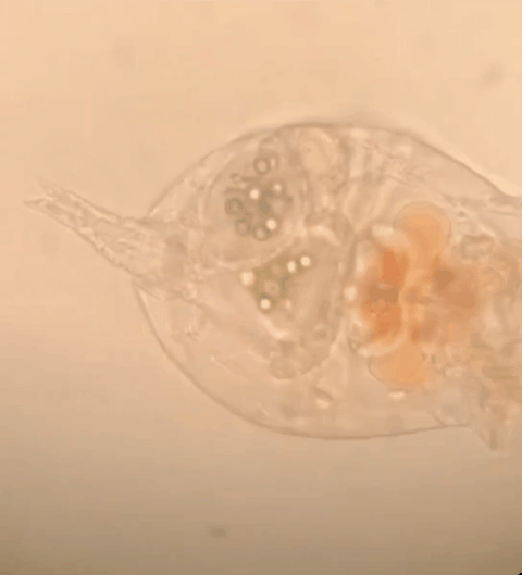 V&igrave; sao sinh vật 'ăn nhựa' vẫn chưa thể cứu Tr&aacute;i Đất khỏi khủng hoảng r&aacute;c thải?- Ảnh 7.