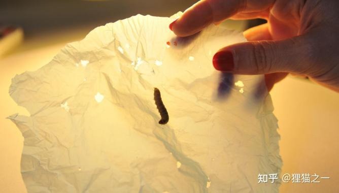 V&igrave; sao sinh vật 'ăn nhựa' vẫn chưa thể cứu Tr&aacute;i Đất khỏi khủng hoảng r&aacute;c thải?- Ảnh 8.