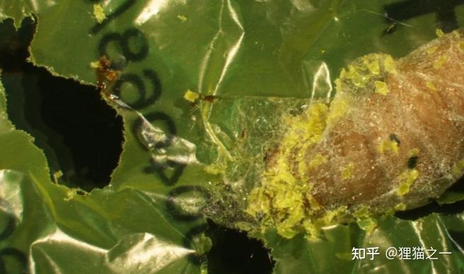 V&igrave; sao sinh vật 'ăn nhựa' vẫn chưa thể cứu Tr&aacute;i Đất khỏi khủng hoảng r&aacute;c thải?- Ảnh 9.