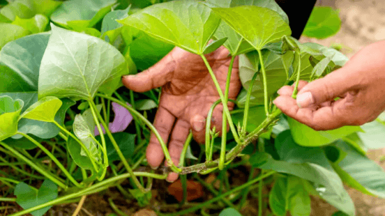 Lá dân dã Việt Nam bất ngờ được xuất khẩu sang “Tây”, giá đắt đỏ lên tới 2 triệu/kg- Ảnh 2.