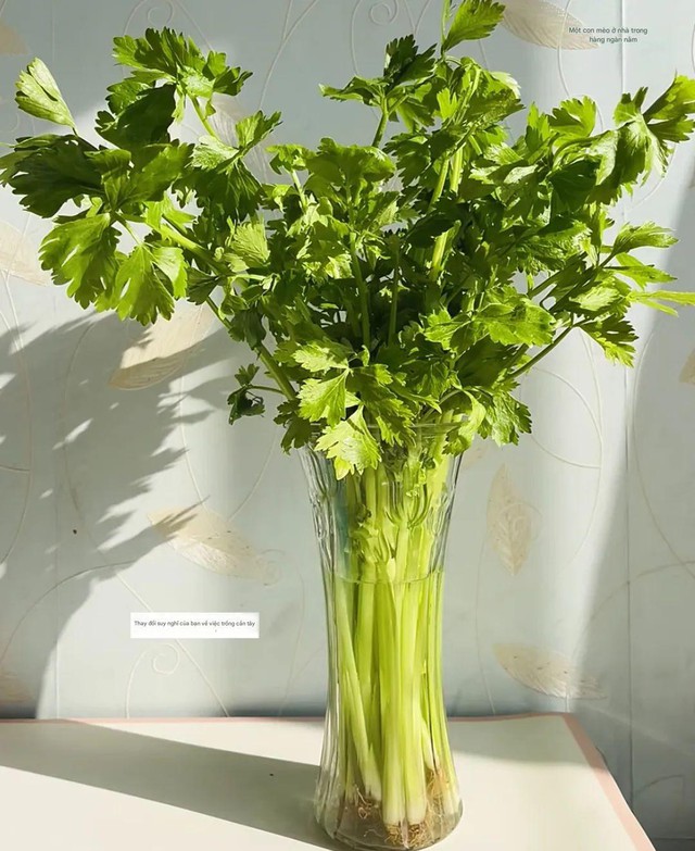 7 mẹo vặt quý hơn vàng: Sách vở không dạy nhưng bố tôi biết tất- Ảnh 8.