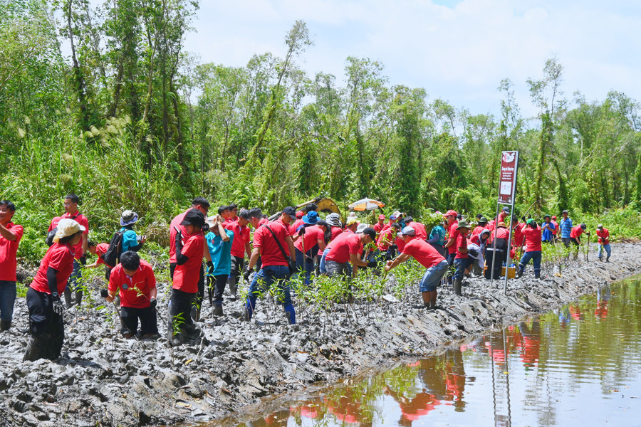 Chung sức trồng 30.000 cây gỗ lớn ứng phó biến đổi khí hậu- Ảnh 5.