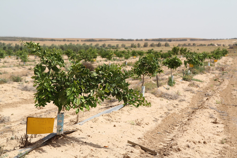 Hi vọng từ trồng trọt trên sa mạc- Ảnh 1.