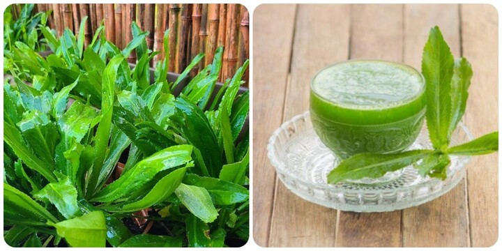 Nước lá mùi tàu có tác dụng chữa bệnh gì?- Ảnh 1. Nước lá mùi tàu có tác dụng chữa bệnh gì?- Ảnh 1.
