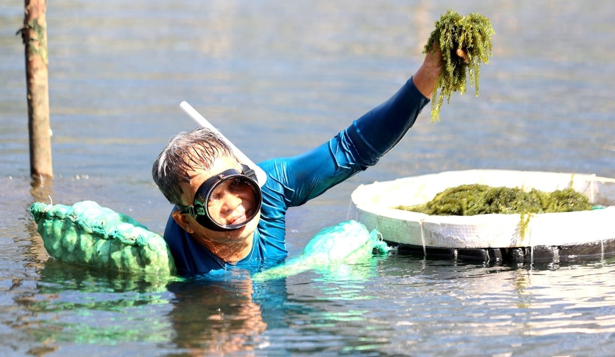 Việt Nam c&oacute; &ldquo;mỏ v&agrave;ng xanh&rdquo; mọc dưới biển: Gi&agrave;u dinh dưỡng, chứa hoạt chất gi&uacute;p ph&ograve;ng ngừa ung thư- Ảnh 1.