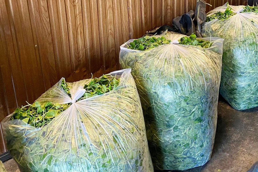 Nông dân Huế thoát nghèo nhờ trồng cây rau má VietGAP- Ảnh 5.