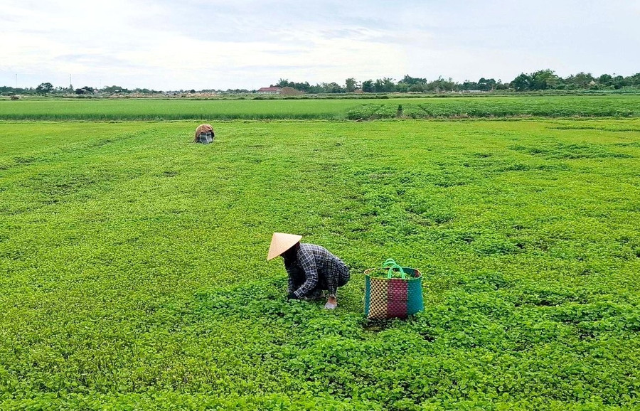 Nông dân Huế thoát nghèo nhờ trồng cây rau má VietGAP- Ảnh 7.