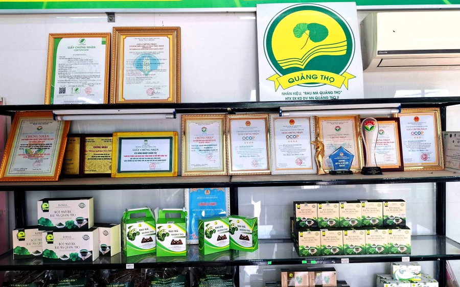 Nông dân Huế thoát nghèo nhờ trồng cây rau má VietGAP- Ảnh 8.