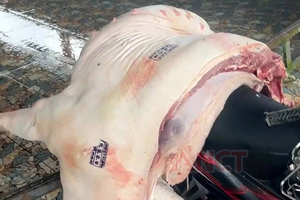 Cần Thơ: Hơn 840kg thịt lợn nhiễm dịch tả châu Phi bị tuồn ra thị trường, có con còn đóng dấu kiểm dịch- Ảnh 2. Cần Thơ: Hơn 840kg thịt lợn nhiễm dịch tả châu Phi bị tuồn ra thị trường, có con còn đóng dấu kiểm dịch- Ảnh 2.
