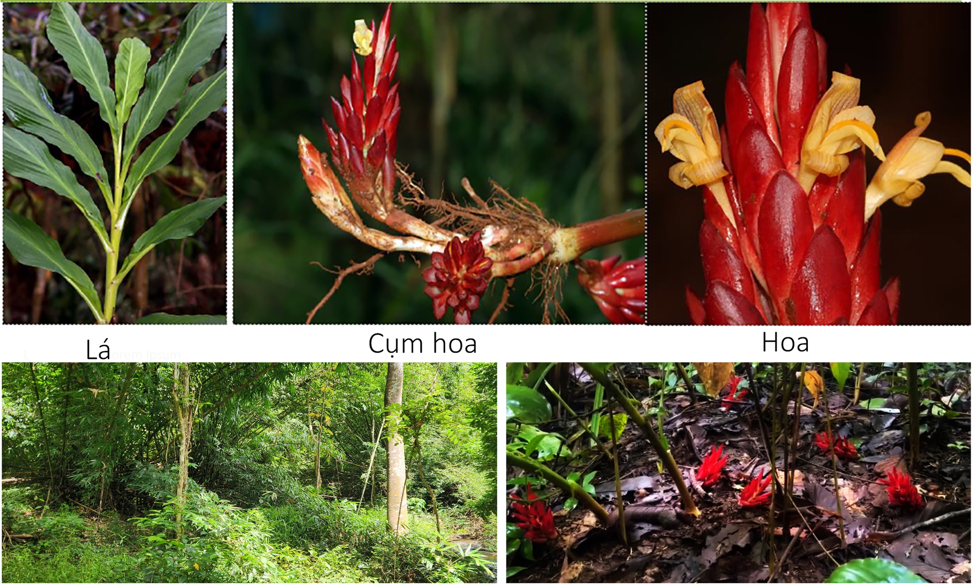 Loại quả quen thuộc của Việt Nam “gây sốt”: Có mặt ở 100 nước, doanh thu xuất khẩu 9 tháng tăng 114%- Ảnh 2.
