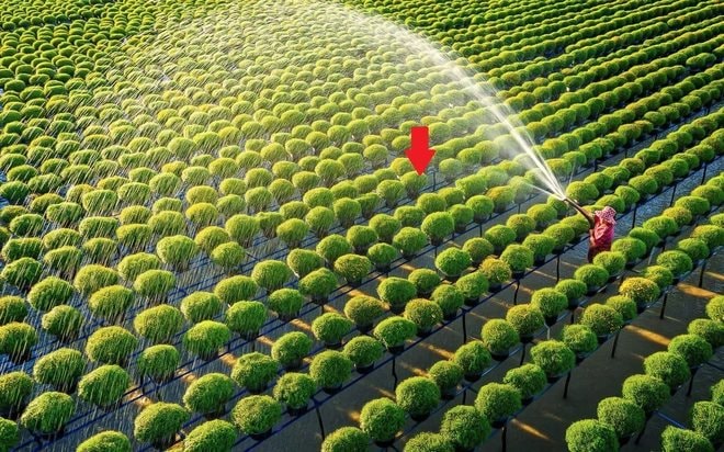 Một tổ chức của LHQ: VN đủ khả năng giúp nhiều nước tăng năng suất trong lĩnh vực đóng góp hơn 12% GDP