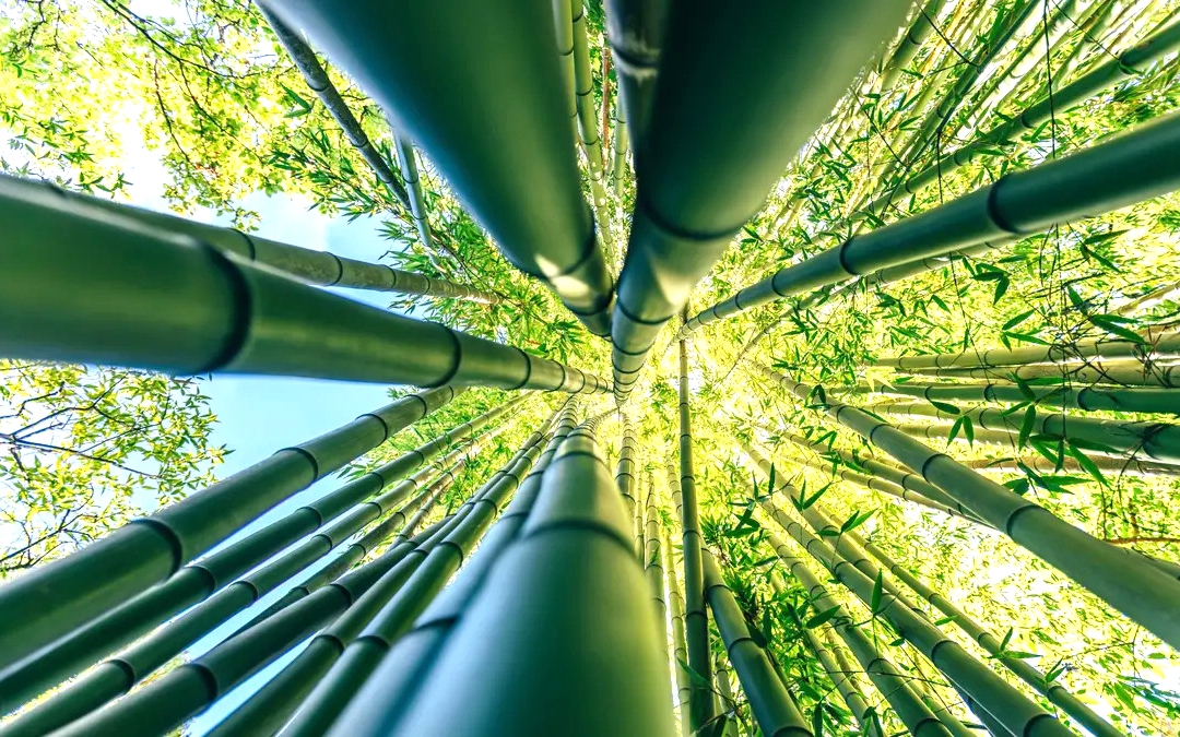 Phát minh "có thể thay đổi thế giới" của Trung Quốc: "Vàng" trong tre, chi 2.300 USD thu được 1 tấn