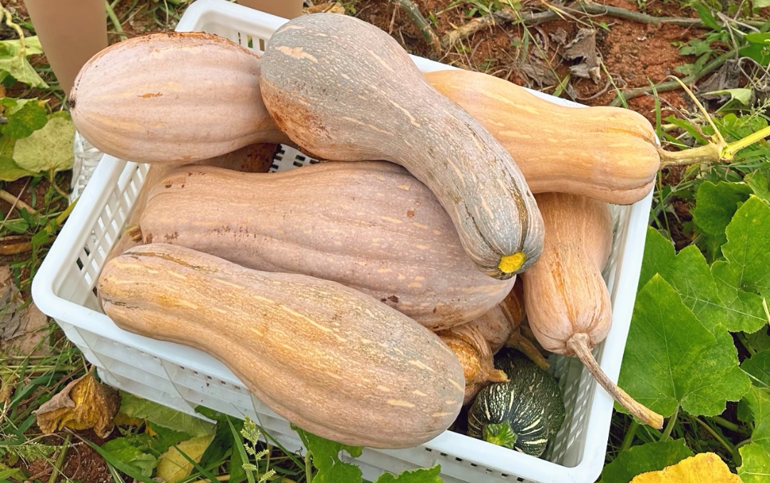 Ông lão nông dân khuyên: Ông lão nông dân khuyên: