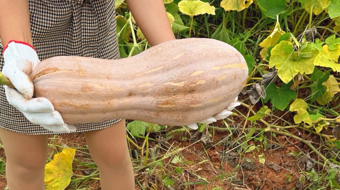 Ông lão nông dân khuyên: Ông lão nông dân khuyên: