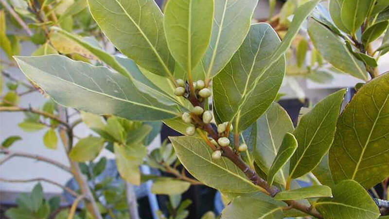 Lá dân dã Việt Nam bất ngờ được xuất khẩu sang “Tây”, giá đắt đỏ lên tới 2 triệu/kg- Ảnh 1.