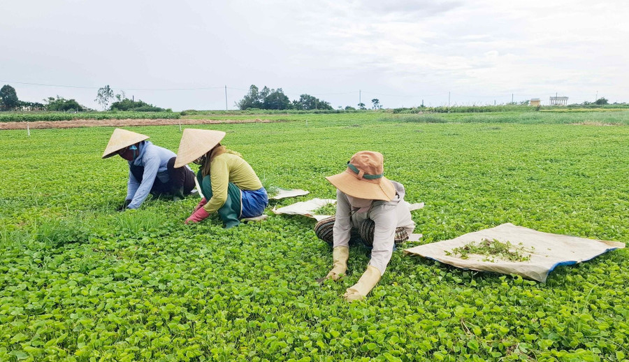 Nông dân Huế thoát nghèo nhờ trồng cây rau má VietGAP- Ảnh 1.