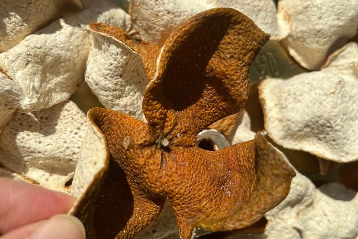 Loại vỏ trái cây thường bị bỏ đi lại được người Trung Quốc ví như thuốc quý- Ảnh 5.