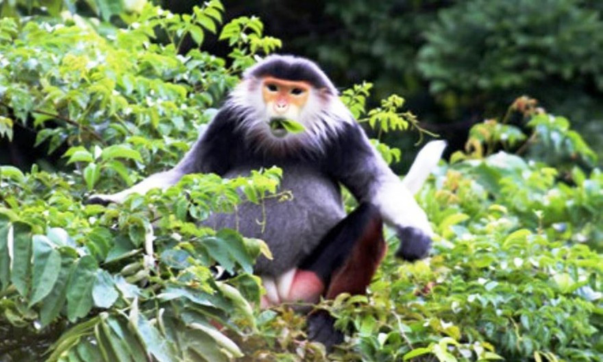 Huế: Thành lập Khu bảo vệ cảnh quan có giá trị sinh thái và đa dạng sinh học đặc sắc- Ảnh 4.