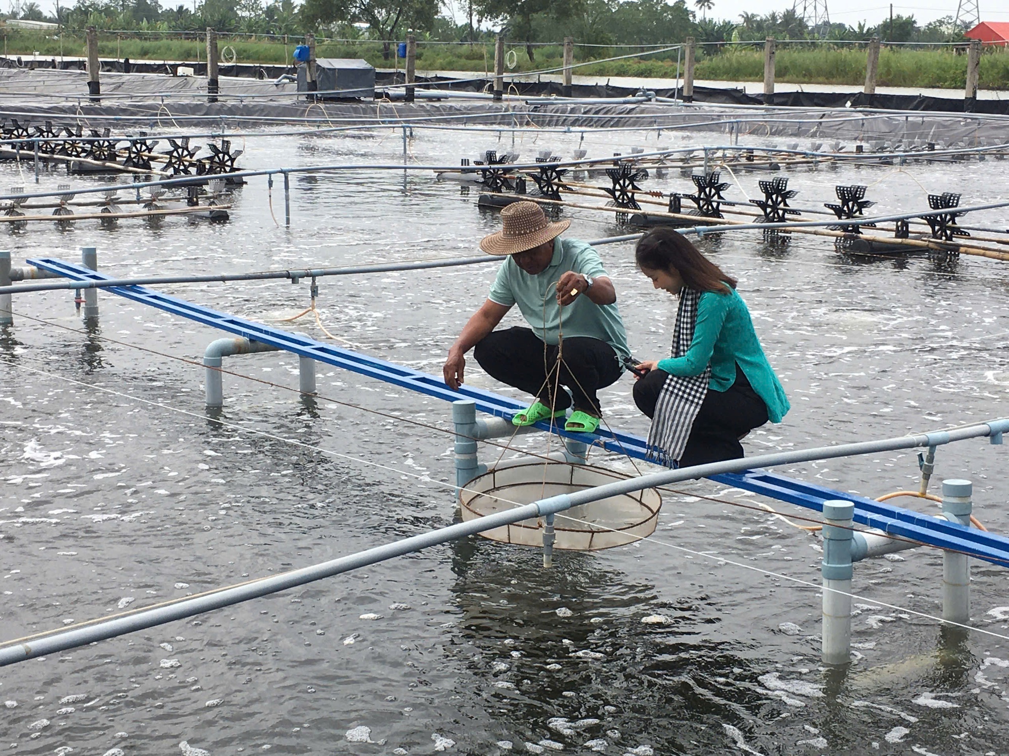 Loại lá rẻ như cho của Việt Nam nay đắt đỏ khi “xuất ngoại”: Âu, Mỹ nhập về chuyên dùng cho ẩm thực cao cấp- Ảnh 2.
