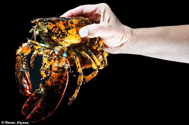 Cận cảnh tôm hùm calico siêu hiếm với tỷ lệ bắt được chỉ 1/30 triệu- Ảnh 1.