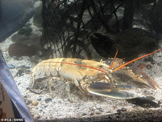 Cận cảnh tôm hùm calico siêu hiếm với tỷ lệ bắt được chỉ 1/30 triệu- Ảnh 9.